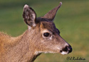 Odocoileus hemionus